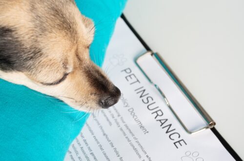 Best Pet Insurance Plans in Singapore
