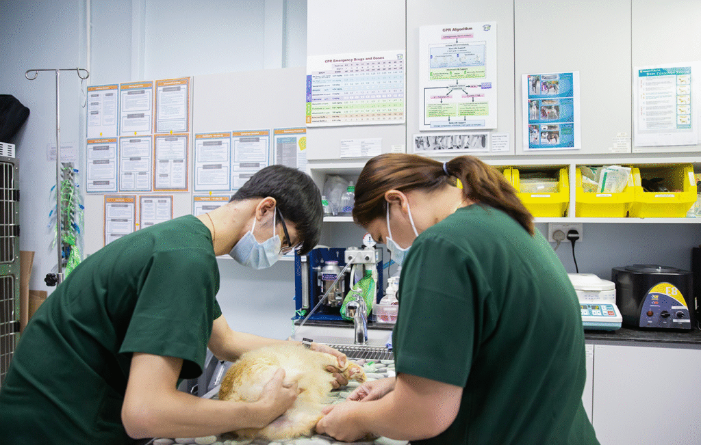Best 24-Hour Vets for Emergencies in Singapore (2026)