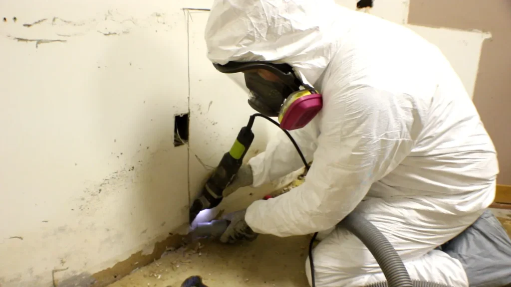 Best Mould Removal Services in Singapore (2026)