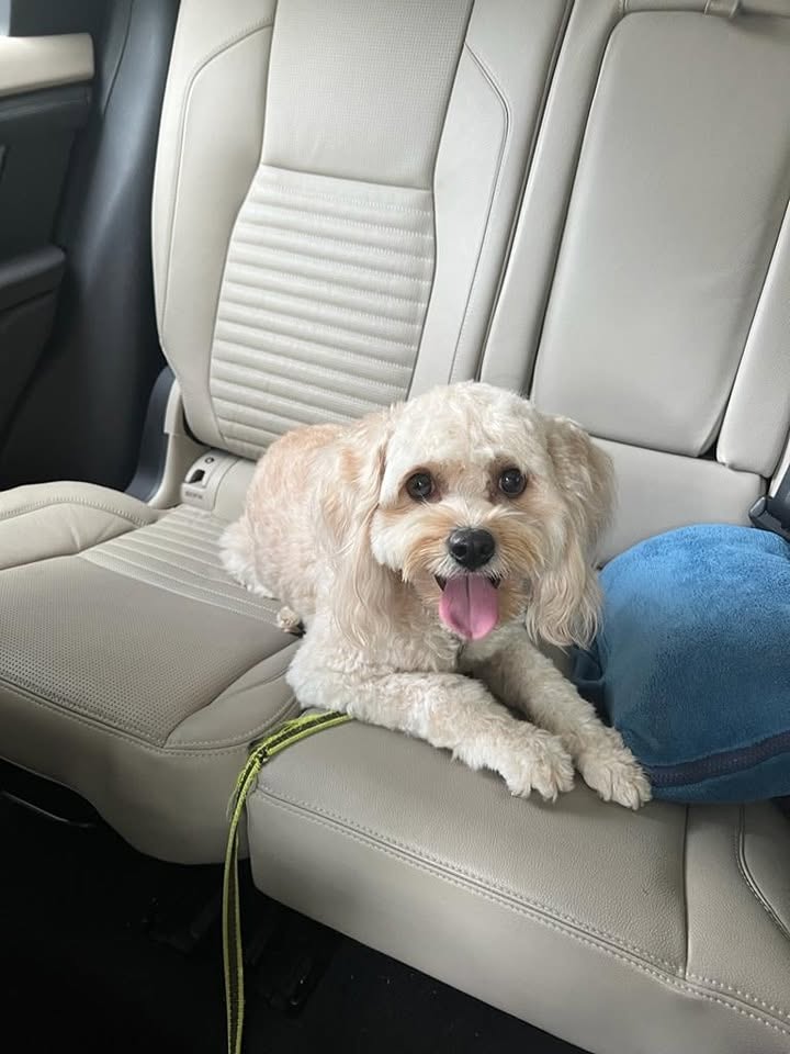 Best Pet Relocation Services in Singapore (2026)